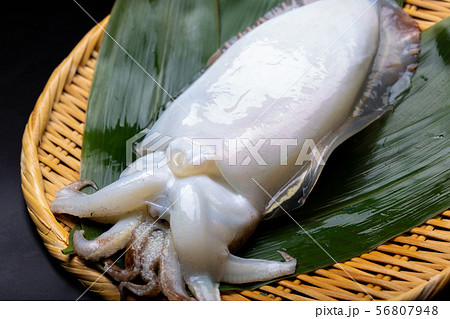 コウイカ　食べ物 56807948