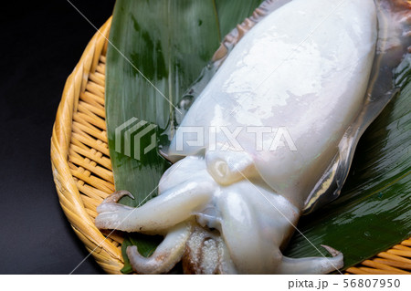 コウイカ 食べ物 コウイカ 食べ物 56807950