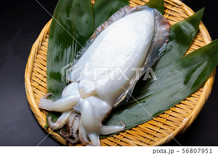 コウイカ　食べ物 56807951