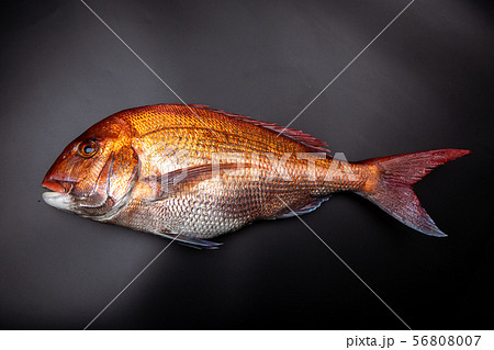 鯛　食材 56808007