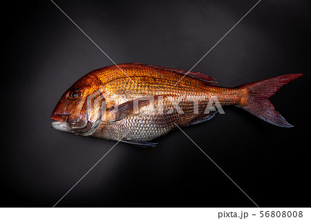 鯛 食材 鯛 食材 56808008