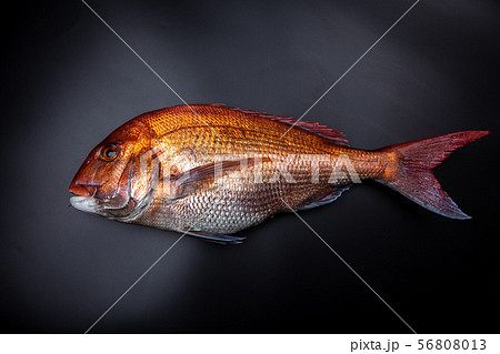 鯛 食材 鯛 食材 56808013