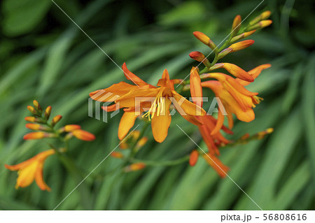 クロコスミア オレンジ色のヒメオウギズイセンの花と蕾の写真素材