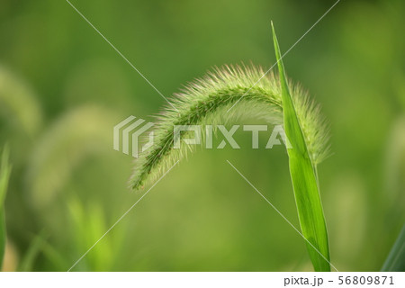 エノコログサ・ねこじゃらし エノコログサ・ねこじゃらし 56809871