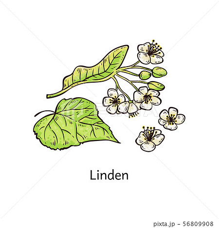 Natural Linden Sprig With Leaves And Flowers のイラスト素材