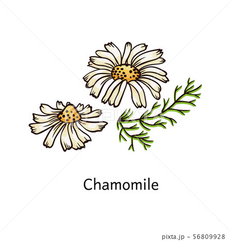 CHAMOMILE  for romy from the netherlands as a symbol for calmness and  selfconfidence  Idées de tatouages Tatouage