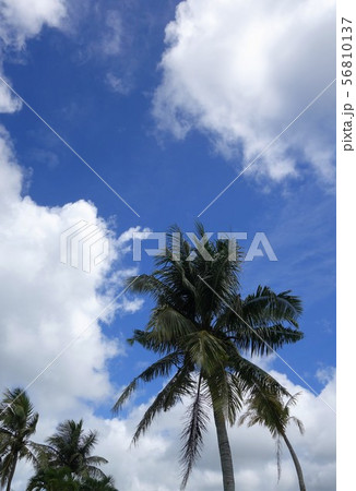 雲と青空とヤシの木 雲と青空とヤシの木 56810137