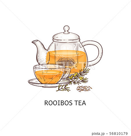 Rooibos tea drawing - glass teapot and teacup filled with traditional natural drink 56810179