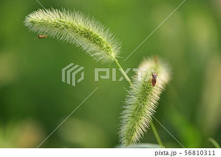 エノコログサ・ねこじゃらしと昆虫 エノコログサ・ねこじゃらしと昆虫 56810311