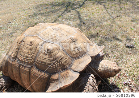 陸カメのお散歩 陸カメのお散歩 56810596