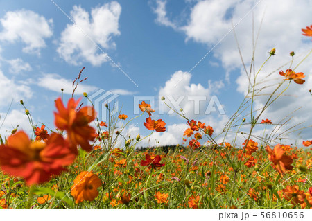 キバナコスモス 56810656