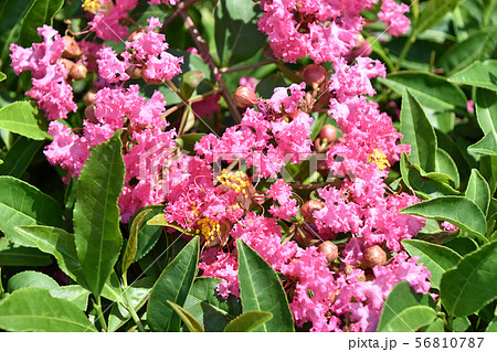 茶葉の上に枝垂れたサルスベリ 56810787