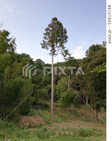 不思議な巨木 56810788