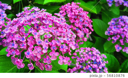 ウズアジサイの花 56810876