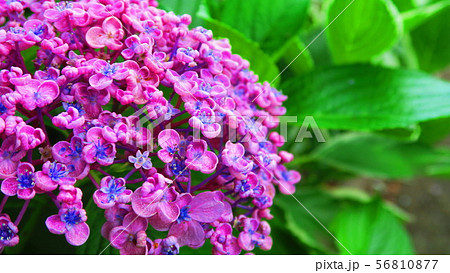 ウズアジサイの花 56810877