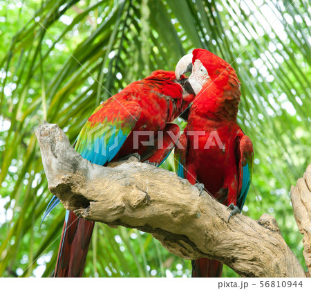 couple macaw couple macaw 56810944