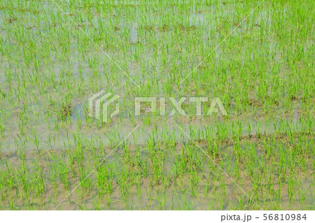Rice field 56810984