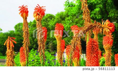 トリトマの花 56811113