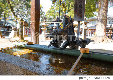 龍神水　那古野神社の手水舎 56811120