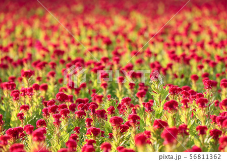 収穫前のケイトウの花畑 56811362