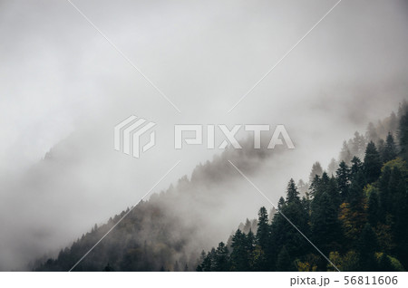 Trees in a fog cloud on mountain in winter, Trees in a fog cloud on mountain in winter, 56811606