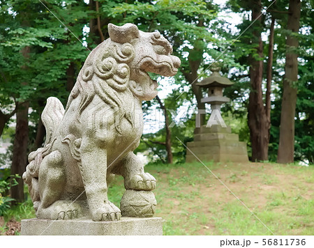 仙波氷川神社の狛犬阿形（川越市、埼玉） 56811736