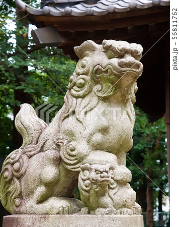 仙波氷川神社の狛犬吽形（川越市、埼玉） 56811762
