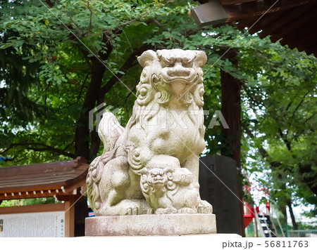仙波氷川神社の狛犬吽形（川越市、埼玉） 56811763