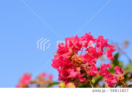 百日紅(さるすべりの花) 百日紅(さるすべりの花) 56811827