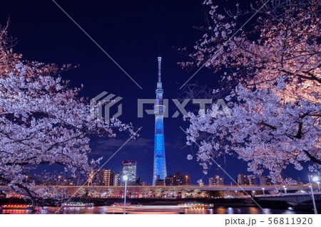 東京スカイツリーと夜桜 56811920