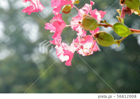百日紅（さるすべりの花） 56812008