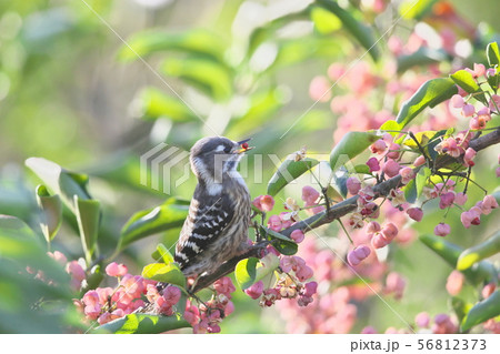 コゲラとマユミの実 56812373