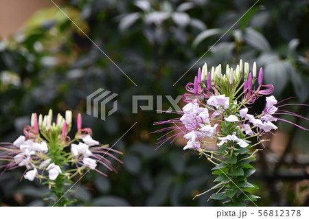 クレオメの花 56812378