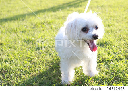 芝生で遊ぶ白い犬の写真素材