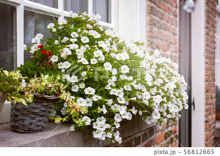 Cozy window with flower pot 56812665