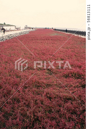 干潟よか公園のシチメンソウ 干潟よか公園のシチメンソウ 56813111