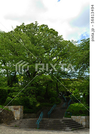 横浜・掃部山公園 横浜・掃部山公園 56813494