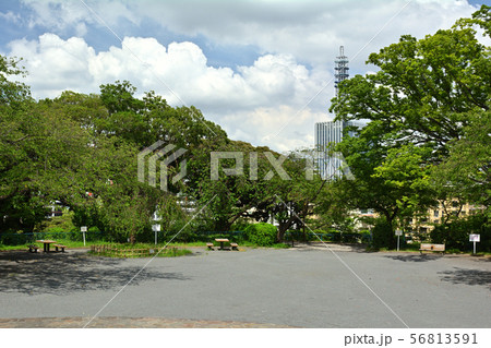 横浜・掃部山公園 横浜・掃部山公園 56813591