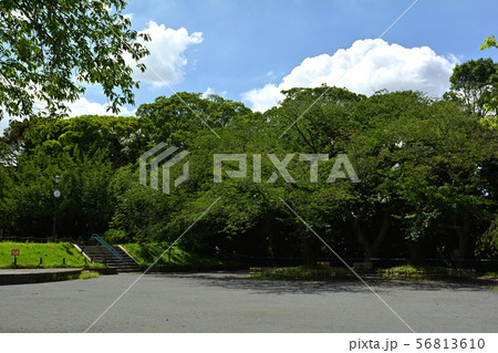 横浜・掃部山公園 横浜・掃部山公園 56813610
