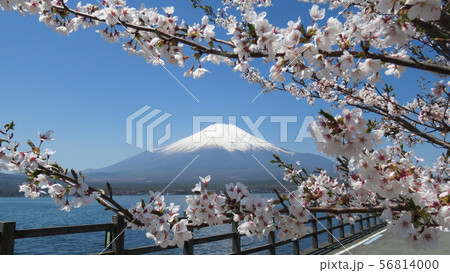 富士五湖_山中湖と桜_I421I6298 56814000
