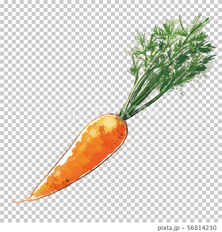 Carrot with leaves watercolor color Carrot with leaves watercolor color 56814230