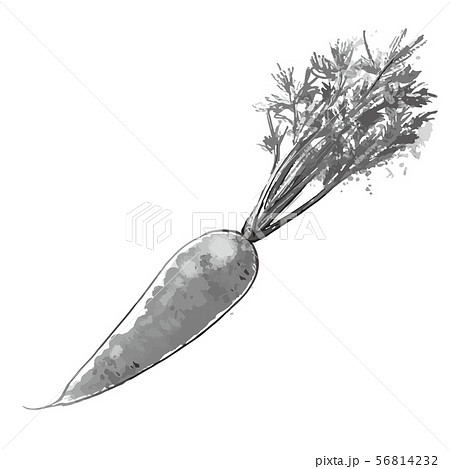葉つき人参　水彩画　グレー 56814232