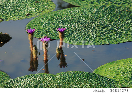 福島潟のオニバス 福島潟のオニバス 56814273