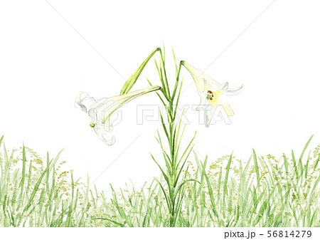白百合と稲穂 秋の風景 水彩 白百合と稲穂 秋の風景 水彩 56814279