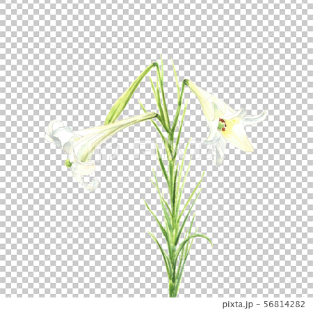 白百合 白い花 水彩のイラスト素材