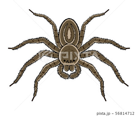 蜘蛛 アシダカグモ イラスト クリップアートのイラスト素材 56814712