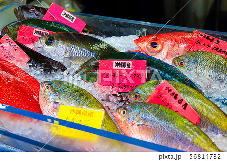 沖縄の魚 沖縄の魚 56814732