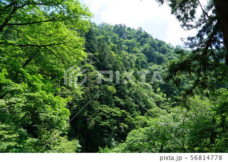 後山行者堂から見た後山山頂 岡山県美作市 後山行者堂から見た後山山頂 岡山県美作市 56814778