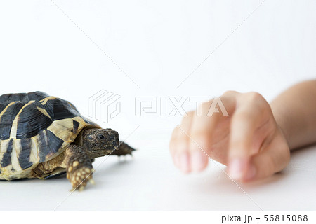 女の子とペットのリクガメ 女の子とペットのリクガメ 56815088
