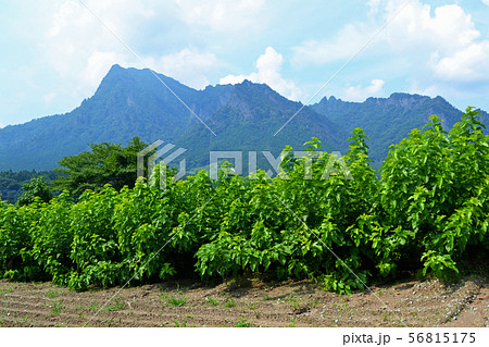 妙義山と桑の葉(桑の木) 妙義山と桑の葉(桑の木) 56815175